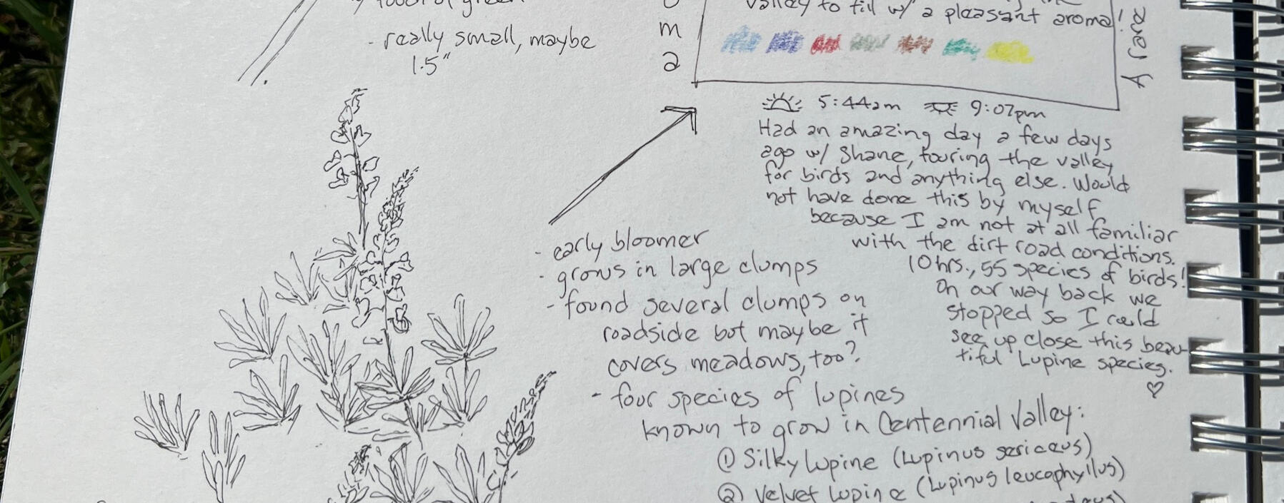 For me, this course has been a lifeline to my nature journal practice. Having a prompt and a deadline has helped me to get new ideas and to keep going with my practice. I have learned so much and continuing to learn and grow. ~Susan